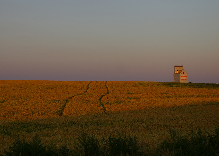 Lines in a Field